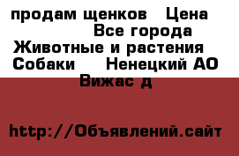 продам щенков › Цена ­ 15 000 - Все города Животные и растения » Собаки   . Ненецкий АО,Вижас д.